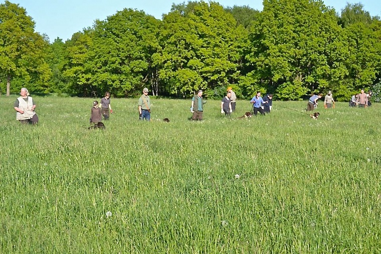 long-line-in-the-meadow